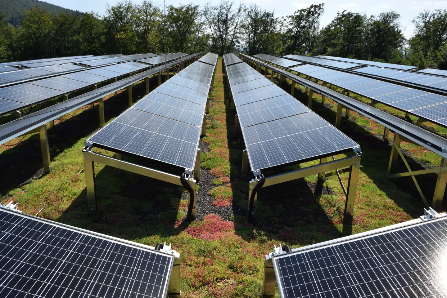Funktionsbegrünung für das Solargründach Funktionsbegrünung für das Solargründach