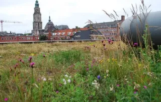 Funktionsbegrünung für das Retentionsdach Funktionsbegrünung für das Retentionsdach