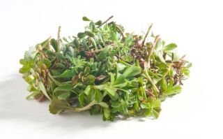 Optigrün - Sedum-Sprossen (HAN: 10773)