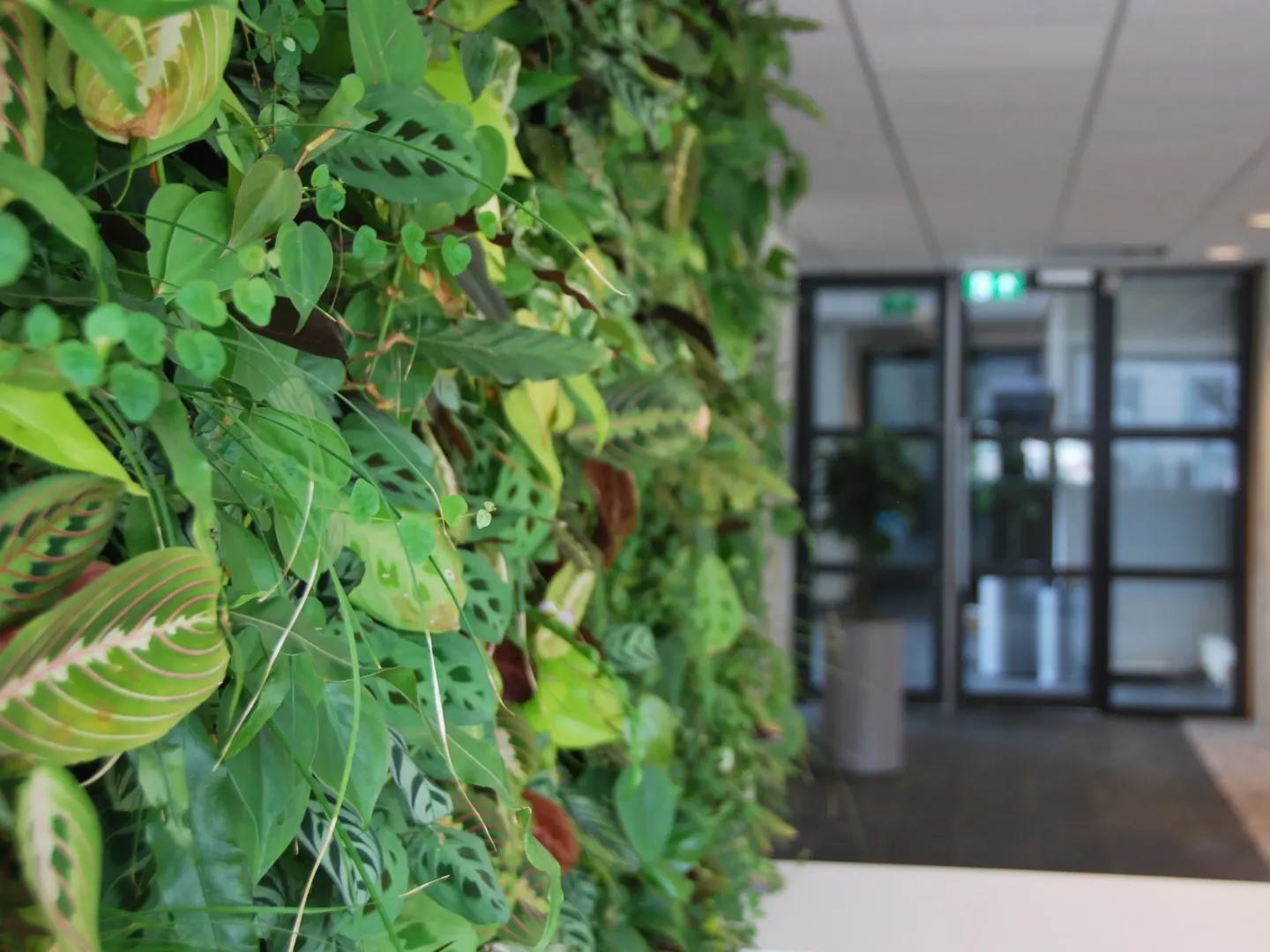 Fassadenbegrünung mit System von Sempergreen Fassadenbegrünung mit System von Sempergreen