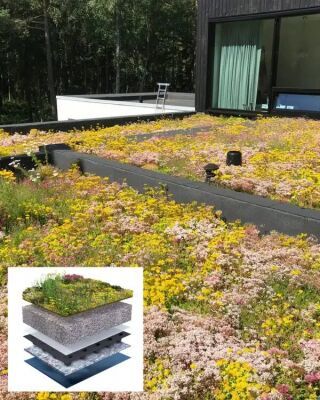 Sempergreen Blumendach Herba