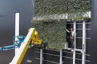 Begrünung von Fassaden und Dächern Begrünung von Fassaden und Dächern